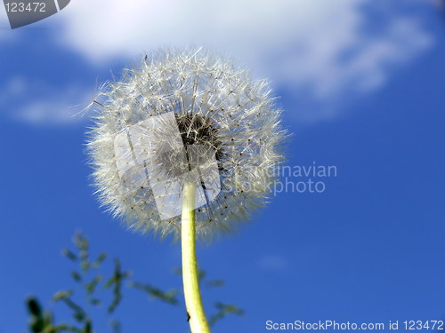 Image of Dandelion