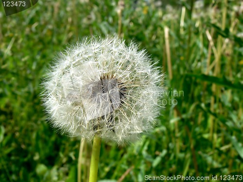 Image of Dandelion