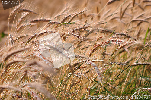 Image of Barley background