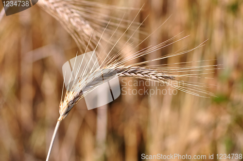 Image of Barley background