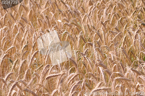 Image of Barley background