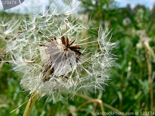 Image of Dandelion