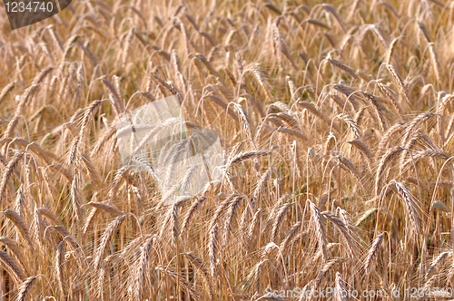 Image of Barley background
