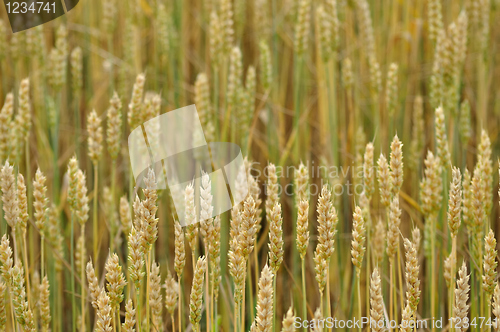 Image of Wheat background