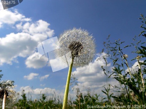 Image of Dandelion