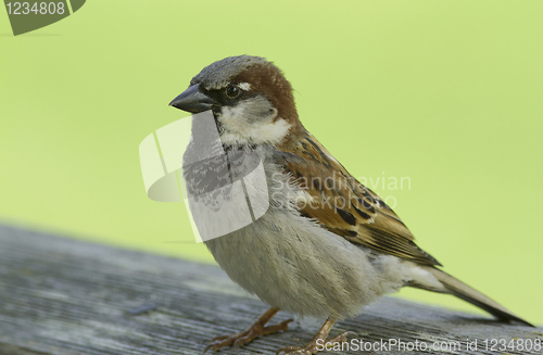 Image of House sparrow