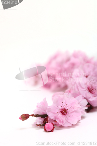 Image of Pink Cherry Blossoms of Spring With Extreme Depth of Field With