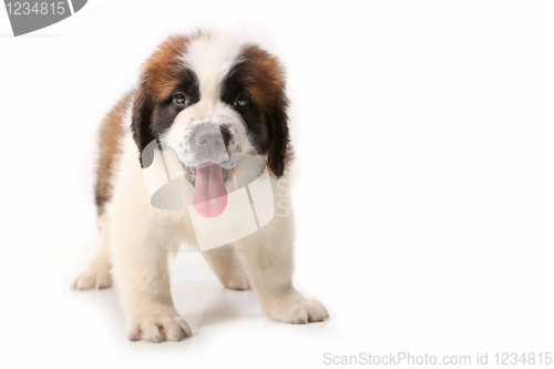 Image of Panting Saint Bernard Puppy on White