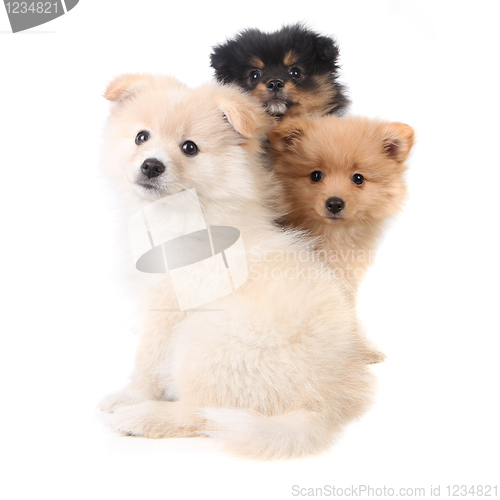 Image of 3 Pomeranian Puppies Sitting Together on White Background