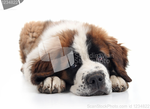 Image of Adorable Saint Bernard Puppy Lying Down