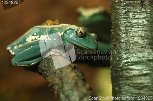 Image of Curious Chinese Gliding Frog Sitting on a Tree Branch