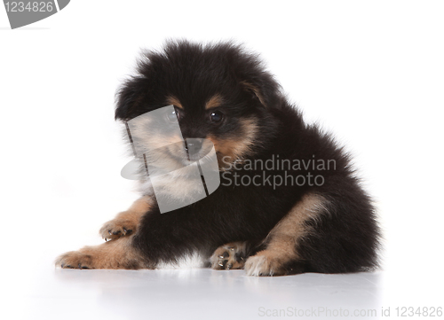 Image of Tan and Black Pomeranian Puppy Looking at the Viewer