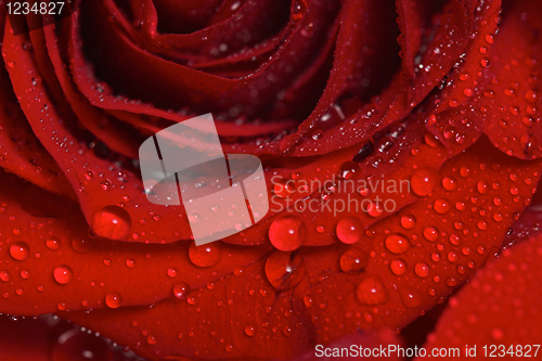 Image of Closeup of Dew Drops on a Beautiful Red Rose