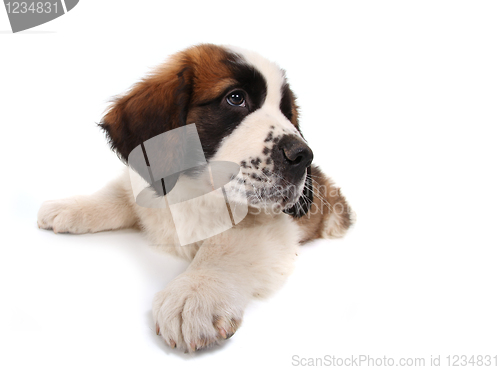 Image of Saint Bernard Puppy Lying Down Looking Sideways