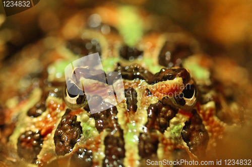 Image of Ornate Horned Frog Staring Right at the Viewer