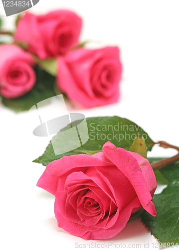 Image of Close up of Pink Roses on a White Background