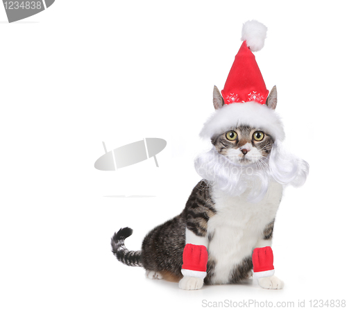 Image of Cat Wearing a Santa Claus Hat and Beard on White