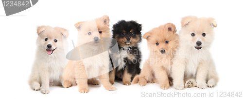 Image of Pomeranian Puppies LIned up on White Background