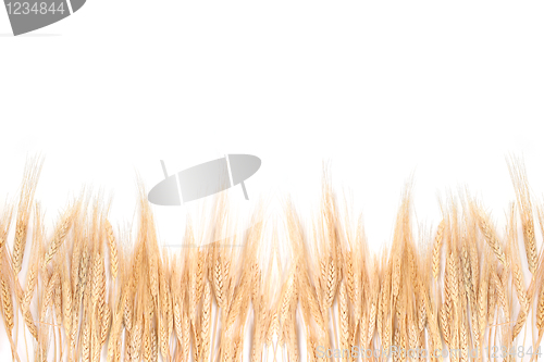 Image of Wheat Grass Bordering on a White Background