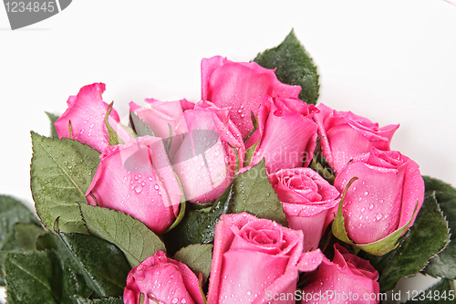 Image of Beautiful Pink Roses With Water Drops