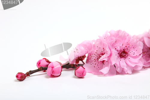 Image of Pink Cherry Blossom Flowers Closeup