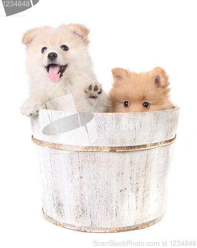 Image of Puppies Being Playful on a White Background