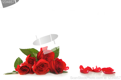 Image of Roses On White With Rose Petals