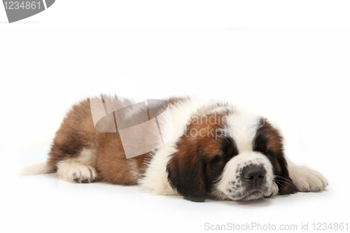 Image of Snoozing Saint Bernard Puppy