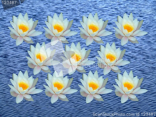 Image of Bunch of water lily
