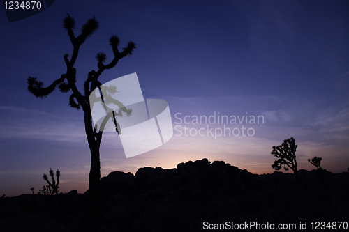 Image of Joshua Tree Silhouette at Sunset With Blue Sky