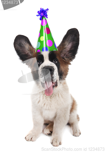 Image of Saint Bernard With a Birthday Hat
