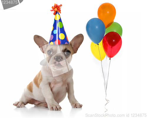Image of Dog With Birthday Party Hat and Balloons