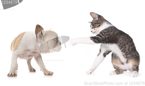 Image of Cute Puppy Dog and Kitten on White