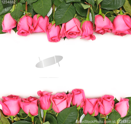 Image of Lined up Pink Roses on White