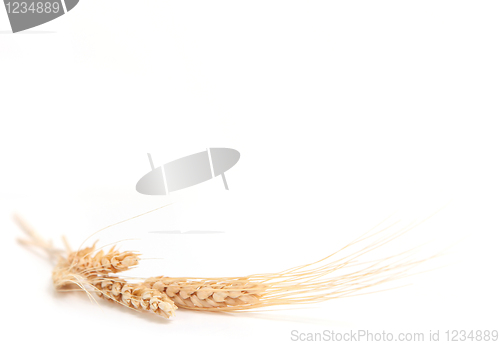Image of Yellow Wheat Shot in Extreme Depth of Field