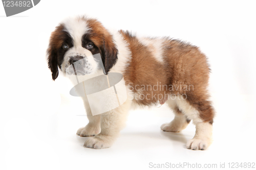 Image of Side View of Saint Bernard Puppy Looking Droopy
