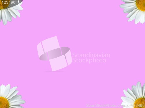 Image of Chamomile corners pink