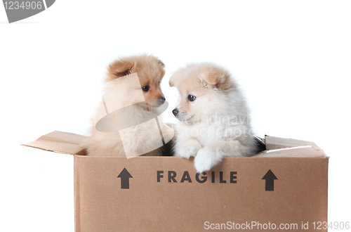 Image of Pomeranian Puppies Inside a Cardboard Box