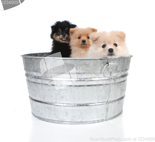 Image of Pomeranian Puppies in an Old Washtub