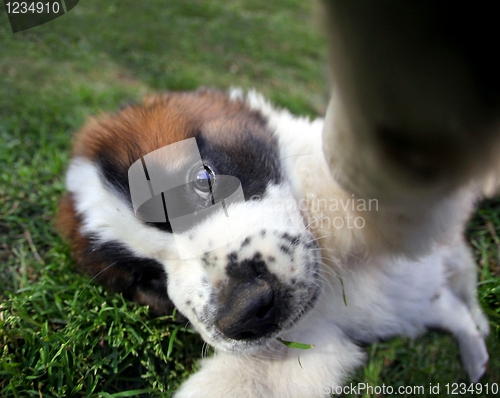 Image of Closeup Perspective of a Saint Bernard Puppy Outdoors
