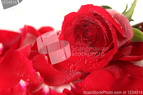 Image of Red Rose Lying Among Petals With Dew Drops