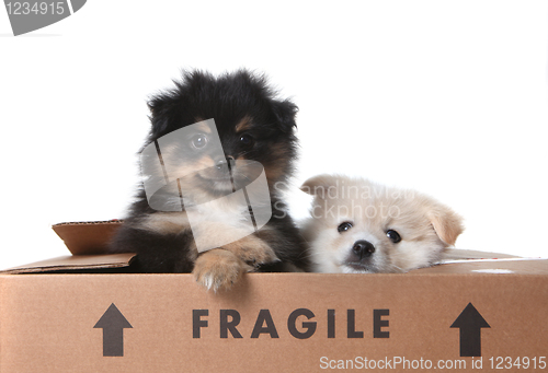 Image of Cute Pomeranian Puppies Inside a Cardboard Box