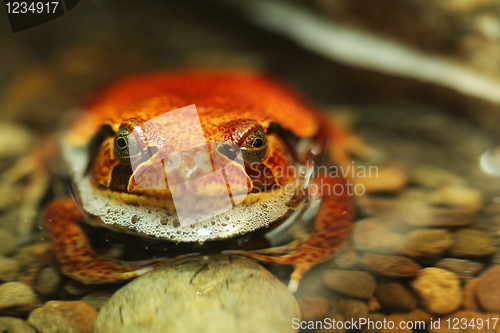 Image of Tomato Frog Dyscophus Guineti Resting in Water