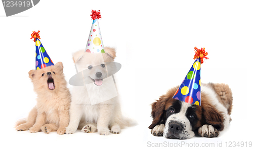 Image of Silly Celebrating Birthday Puppies