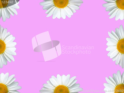 Image of Chamomile frame pink