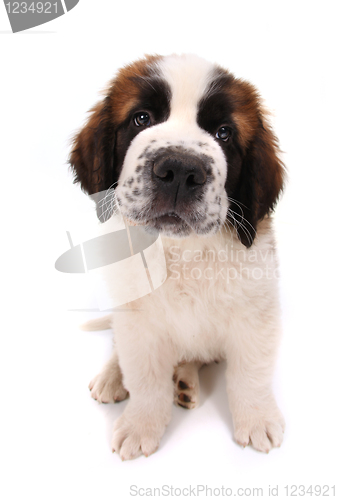 Image of Cute Saint Bernard Puppy on White