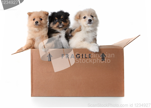 Image of Image of 3 Pomeranian Puppies in a Cardboard Box