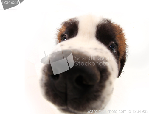 Image of Curiosity of a Saint Bernard Puppy
