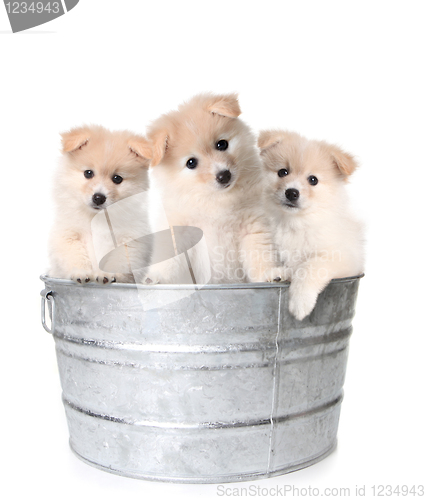 Image of Three White Adorable Puppies in a Washtub