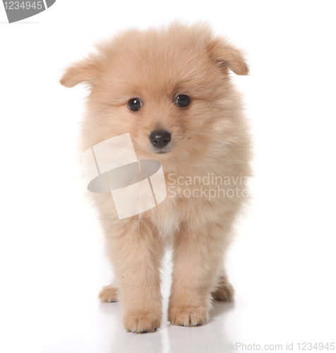 Image of Sweet Tan Colored Pomeranian Puppy on White